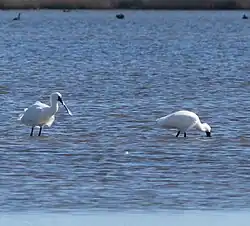 Royal spoonbills
