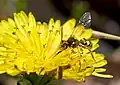 A yellow-legged nomad bee on a Dandelion