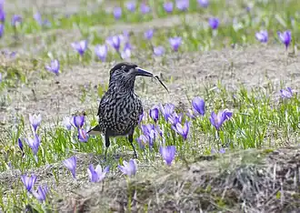 A northern nutcracker in the reserve