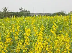 Sesame fields in Anding