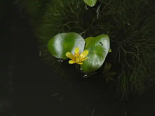 Detail of peltate floating leaves and flower