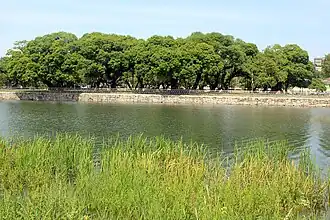 Seongju Seongbaek forest (natural monument 403)