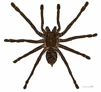 Citharacanthus spinicrus - specimen dorsal view