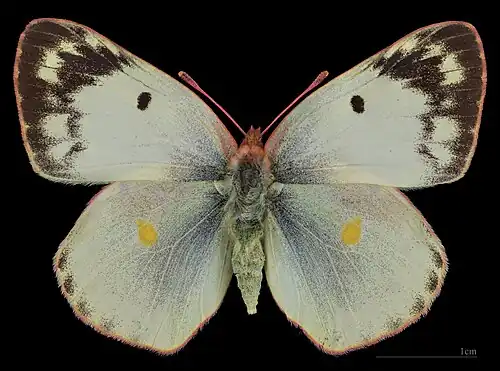 Colias alfacariensis, female