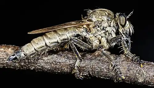 Dysmachus trigonus lateral view