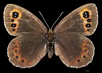 Erebia aethiops ♀