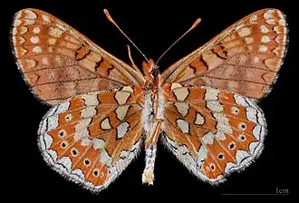 Euphydryas desfontainii beatica♂ △