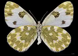 Pontia daplidice♀ △