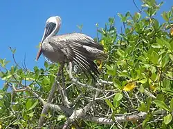 Image 33Brown pelican (Pelecanus occidentalis), Tortuga Bay (from Galápagos Islands)