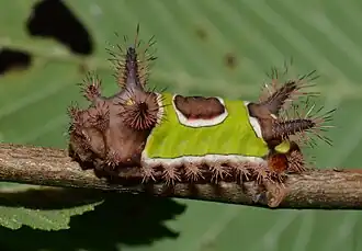 formally known as Sibine stimulea, commonly known as the Saddleback caterpillar).