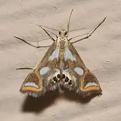 Specimen of Chrysendeton imitabilis.