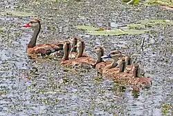 Black-bellied whistling-duck (Dendrocygna autumnalis)