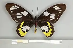 Ornithoptera meridionalis female, ventral view