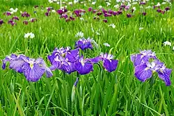 A field of purple, white and blue iris flowers
