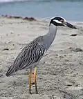 Yellow-crowned night heron (Nycticorax violaceus)