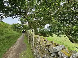 A tree on Precipice Walk of Nannau