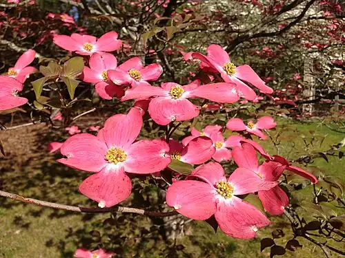 Cornus florida dogwood cultivar with pink bracts surrounding yellow florets