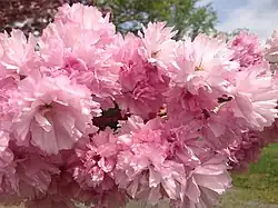 Cherry blossom flower