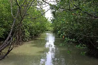 Mangrove forest