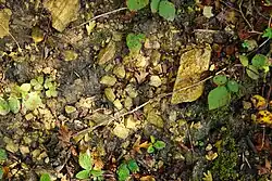 Rocks making up the slag heaps.