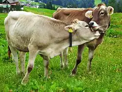 Image 19Cows on a pasture in Austria (from Livestock)