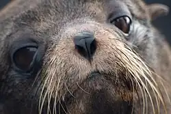 Image 11A Galápagos fur seal on Santiago Island (from Galápagos Islands)