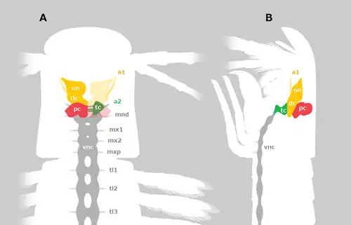 Nervous system of a remipede arthropod, showing the presence of both deutocerebrum (dc) and ventral nerve cord (vnc) organized by segmented ganglia