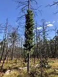 Pitch Pine with heavy growth of trunk sprouts after a severe wildfire.