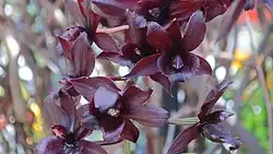 Fredclarkeara After Dark 'SVO Black Pearl'