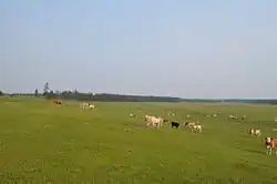 Grazing livestock near the selo of Mayya in Megino-Kangalassky District