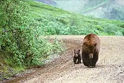Adult brown bear (Ursus arctos) and cub walk in step along the park road straight toward the camera, as seen and photographed from a tour bus.