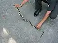 Banded krait captured in Binnaguri, North Bengal, India
