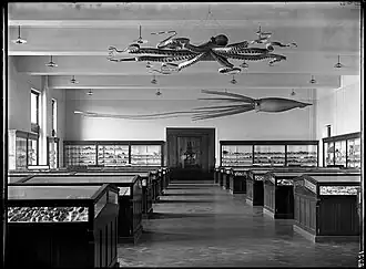 #42 (24/9/1877), Ward's models of the Catalina giant squid and a giant Pacific octopus, suspended from the ceiling of the American Museum of Natural History's Shell and Coral Hall, early 20th century. The squid was later moved to the Hall of Ocean Life, the Invertebrate Hall, and, following refurbishment, the "Wall of Life" in the Hall of Biodiversity (see 2015 image). Both models were acquired in 1895 for a total of US$750 (equivalent to $28,347 in 2024).