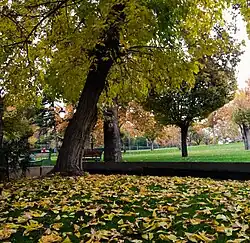 Mellat Park in autumn