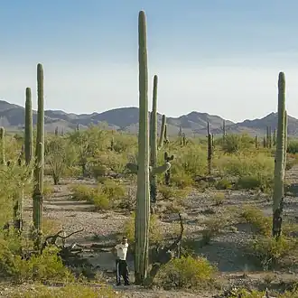 6-foot (1.8&nbsp;m) man standing next to a large Saguaro at Saguaro National Park