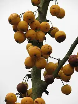 Fruits