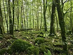 A rocky and mossy forest near the ancient Nannau Deer Park