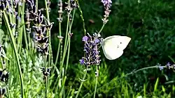 A small white feeding on a lavender flower