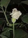 A female Calabash flower with a visible ovary at night, in West Bengal, India.