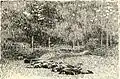 Confederate Dead at the Rose Woods[19]