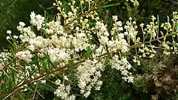 Flax wattle (Acacia linifolia)