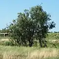 Acacia salicina near Longreach, Queensland