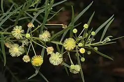 Part of a branch with narrow gray-green leaves and globular yellow to white flowers