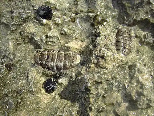 Two individuals of A. granulata in their natural habitat on a rock in Guadeloupe