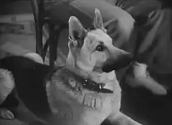 A black and white photograph of a German Shepherd laying on the ground