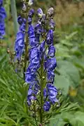 Monkshood Aconitum napellus subsp. vulgare