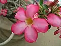 Adenium obesum