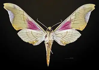 Underside female - MHNT