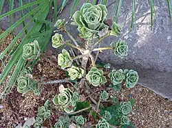 Aeonium balsamiferum
