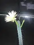 Flower of cereus aethiops